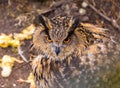 Beautiful big eagle-owl portrait Royalty Free Stock Photo
