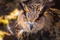 Beautiful big eagle-owl portrait Royalty Free Stock Photo