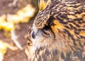 Beautiful big eagle-owl portrait Royalty Free Stock Photo
