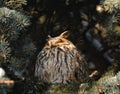 Beautiful big-eared owl is watching intently