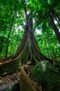 Big fig tree with huge root system in rainforest. Royalty Free Stock Photo