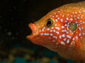 Fish catches particles of food in the aquarium. Portrait Hemichromis lifalili Royalty Free Stock Photo