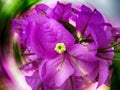 Beautiful and big flower bougainvillea spectabilis with purple petals, and green, yellow and white leaves on abstract background