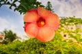 Flower in the garden with blue sky background Royalty Free Stock Photo