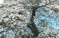 Beautiful big Flowering dogwood tree Cornaceae with white blossoms Royalty Free Stock Photo