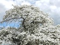 Beautiful big Flowering dogwood tree Cornaceae with white blossoms Royalty Free Stock Photo