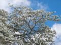 Beautiful big Flowering dogwood tree Cornaceae with white blossoms Royalty Free Stock Photo