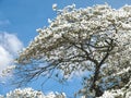 Beautiful big Flowering dogwood tree Cornaceae with white blossoms Royalty Free Stock Photo