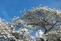 Beautiful big Flowering dogwood tree Cornaceae with white blossoms Royalty Free Stock Photo