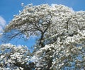 Beautiful big Flowering dogwood tree Cornaceae with white blossoms Royalty Free Stock Photo