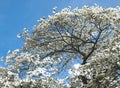 Beautiful big Flowering dogwood tree Cornaceae with white blossoms Royalty Free Stock Photo