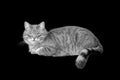 Fluffy gray striped domestic cat isolated on black background side view close up Royalty Free Stock Photo