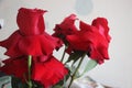 Beautiful big French Red Roses in bloom