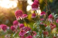Beautiful pink Echinacea or coneflower flowers at sunny garden Royalty Free Stock Photo