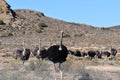 Beautiful big ostriches on a farm in Oudtshoorn, Little Karoo, in South Africa Royalty Free Stock Photo