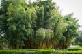 Beautiful big golden bamboo Phyllostachys aureosulcata `Aureocaulis`. Evergreen graceful plant in spring Arboretum Park