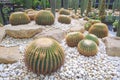 Beautiful big golden barrel cactus group are growing in ornamental rock garden at public park Royalty Free Stock Photo