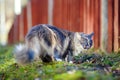 Beautiful big gray cat outdoors