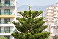 Beautiful big green Norfolk Island pine is on the blue sky background