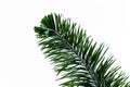 Beautiful big green palm leaf isolated on a white background