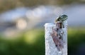 Checking the rain gauge. A green tree frog in an unusual place Royalty Free Stock Photo