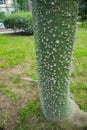 beautiful green trunk of a floret silk tree with spines in Turkey