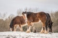 Beautiful big group of brown Irish Gypsy cob horses foals standing wild in snow on ground towards camera in cold deep snowy winter Royalty Free Stock Photo