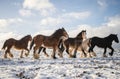 Beautiful big group of Irish Gybsy cob horses foals running wild in snow looking towards camera through cold deep snowy winter Royalty Free Stock Photo