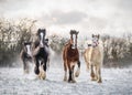 Beautiful big group of Irish Gypsy cob horses foals running wild snow on ground towards camera cold deep snowy winter field Royalty Free Stock Photo