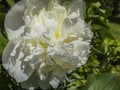 Beautiful big head of white peony blooms under the sun. Amazing fragrant flower.
