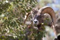 Beautiful Big Horn Ram Royalty Free Stock Photo