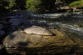Beautiful big indigenous trout on a wild mountains river.