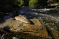 Beautiful big indigenous trout on a wild mountains river.