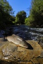 Beautiful big indigenous trout on a wild mountains river.