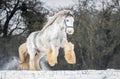Beautiful big Irish Gypsy cob horse foal running wild in snow on ground rearing large feathered front legs up high Royalty Free Stock Photo