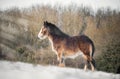 Beautiful big Irish Gypsy Cob horse foal standing wild in snow field on ground looking towards camera through cold deep snow Royalty Free Stock Photo