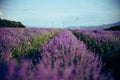 Beautiful big lavender field in Bulgaria with mountains in the background.Violet flowers blooming. Amazing nature shot. Royalty Free Stock Photo