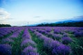 Beautiful big lavender field in Bulgaria. Purple background field. Violet flowers blooming. Amazing nature shot. Royalty Free Stock Photo