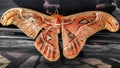 Beautiful Big Moth