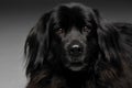 Beautiful Newfoundland dog portrait  in a dark photo studio Royalty Free Stock Photo