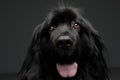 Beautiful Newfoundland dog portrait  in a dark photo studio Royalty Free Stock Photo