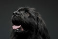 Beautiful Newfoundland dog portrait  in a dark photo studio Royalty Free Stock Photo