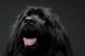 Beautiful Newfoundland dog portrait  in a dark photo studio Royalty Free Stock Photo