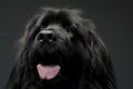 Beautiful Newfoundland dog portrait  in a dark photo studio Royalty Free Stock Photo