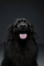 Beautiful Newfoundland dog portrait  in a dark photo studio Royalty Free Stock Photo