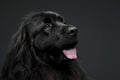 Beautiful Newfoundland dog portrait  in a dark photo studio Royalty Free Stock Photo