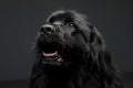Beautiful Newfoundland dog portrait  in a dark photo studio Royalty Free Stock Photo