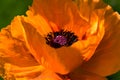 Beautiful ,big orange poppy flower