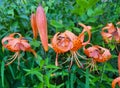 Beautiful big orange tiger lilies on a green urban flower bed on a summer day. Royalty Free Stock Photo