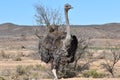 Beautiful big ostrich on a farm in Oudtshoorn, Little Karoo, in South Africa Royalty Free Stock Photo